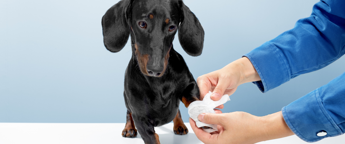 First Aid Tips for Senior Pets