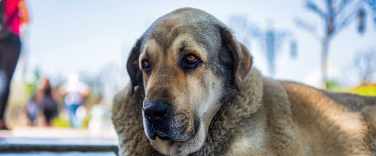 What my Senior Dog odd behaviors mean?