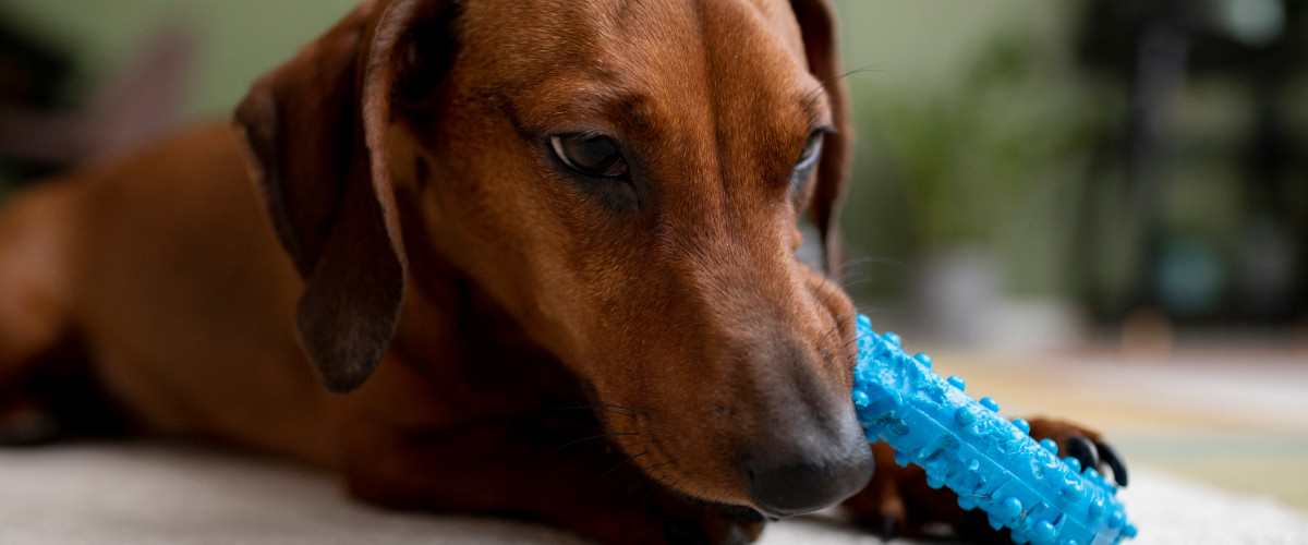 Which Chew Toys are safe for Senior Pets?
