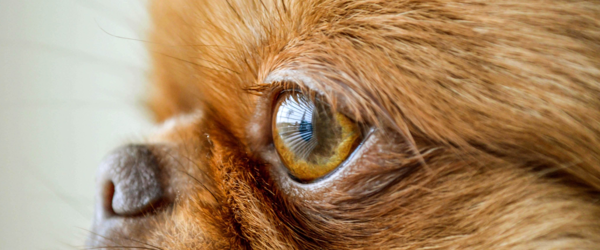 Eye Changes in Senior Pets