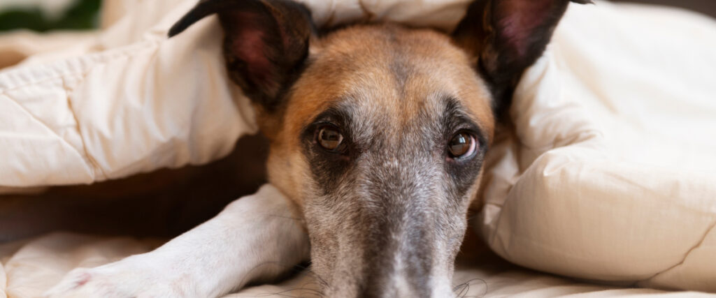 Dealing with noise aversion in Senior Pets | Angelpaw