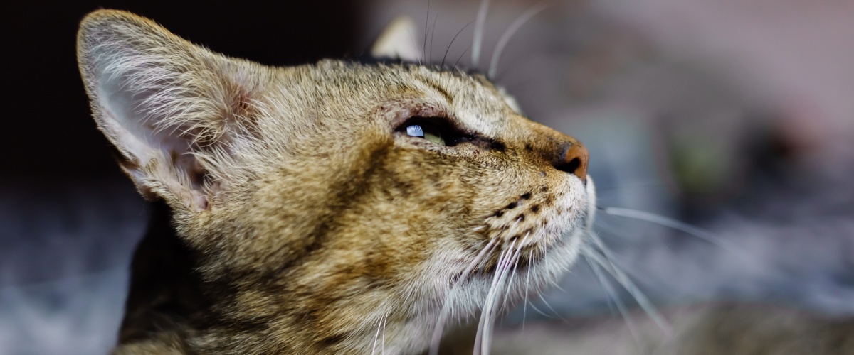 Most common diseases in Senior Pets