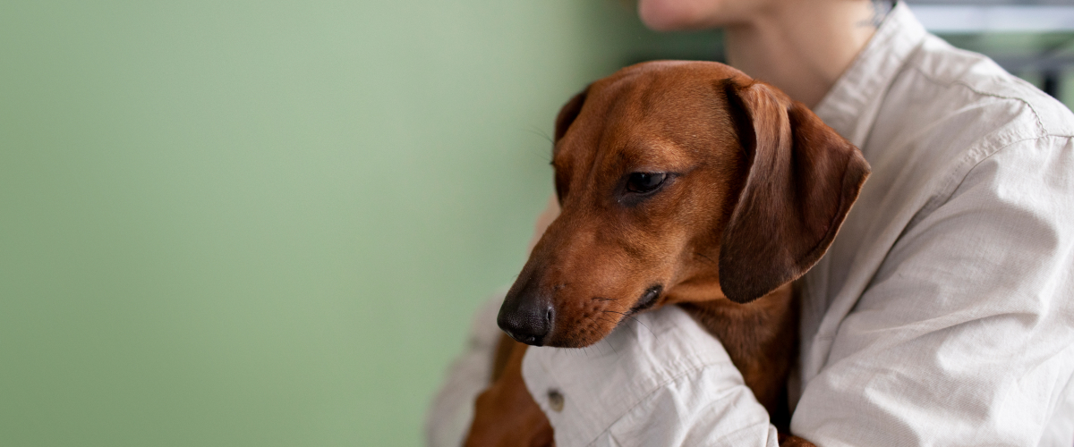 Coping with Pets with Chronic Illness