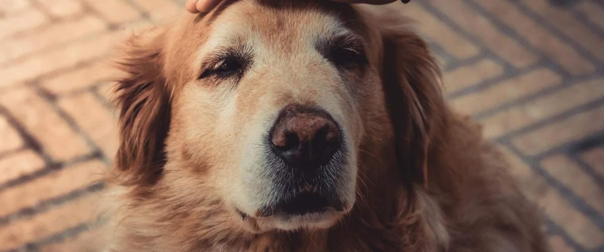 5 Ways to Help Your Senior Pet Feel Young Again