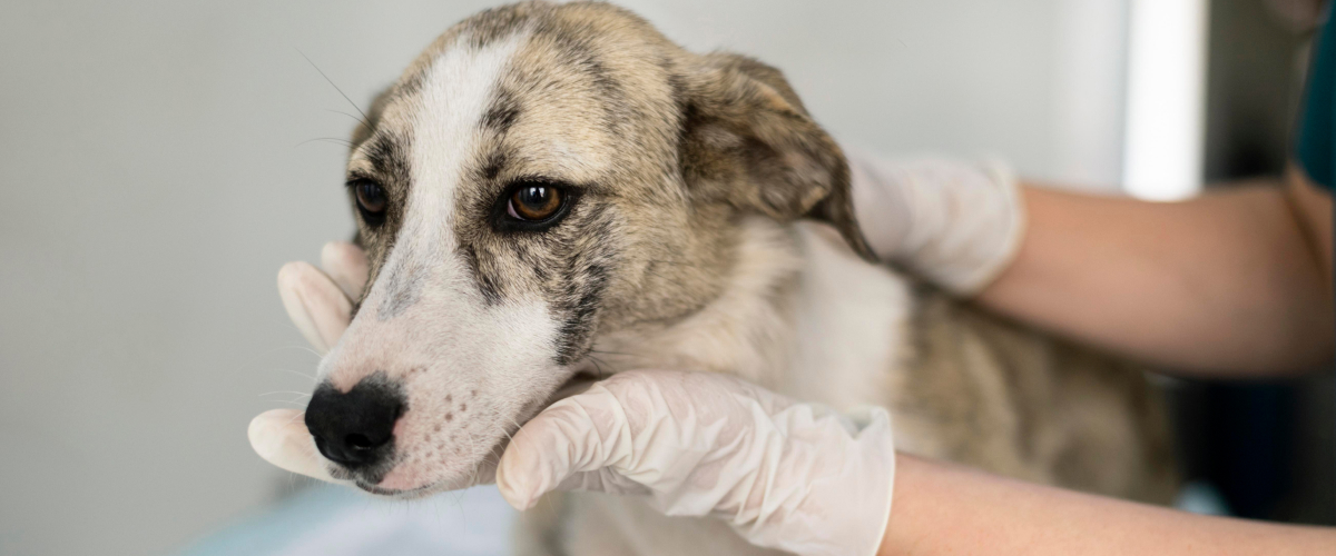 Health Screening for Senior Pets