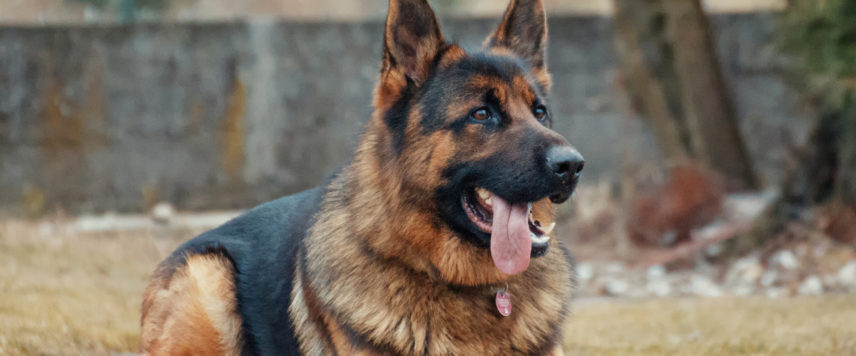 Learn about German Shepherds