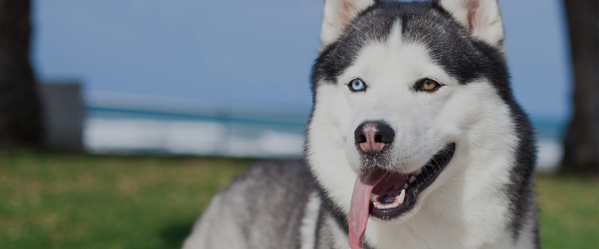 Learn about Huskies