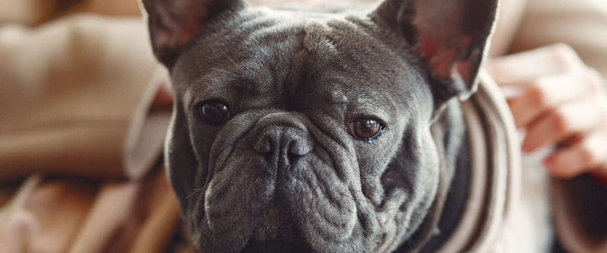 Learn about French Bulldogs