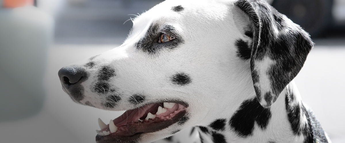 Learn about Dalmatians