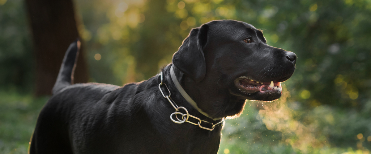 Learn about Labrador Retrievers