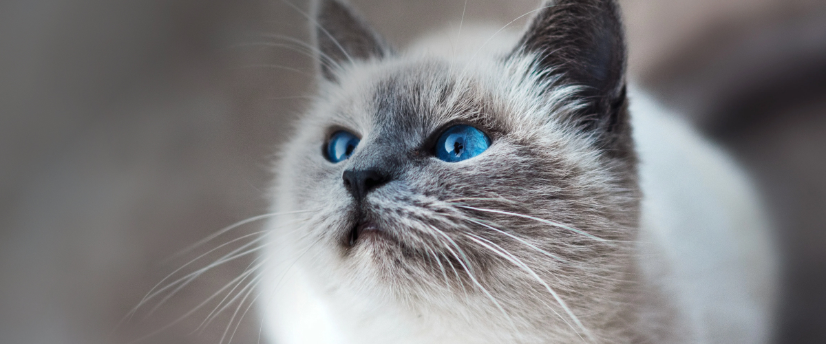 Learn about Himalayans