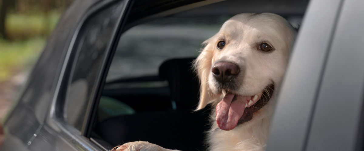 Ensuring a Safe Car Trip With Your Senior Pet