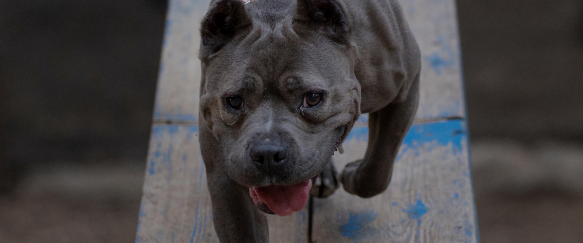How Physical Therapy can Help your Senior Pet