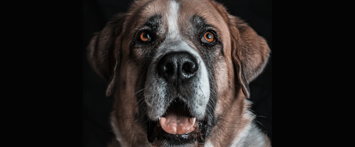 Odd behaviors  in Senior Pets